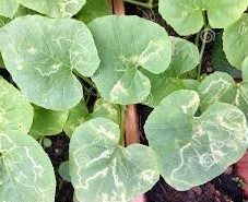 uploads/images/pest/melon leafminer.jpg